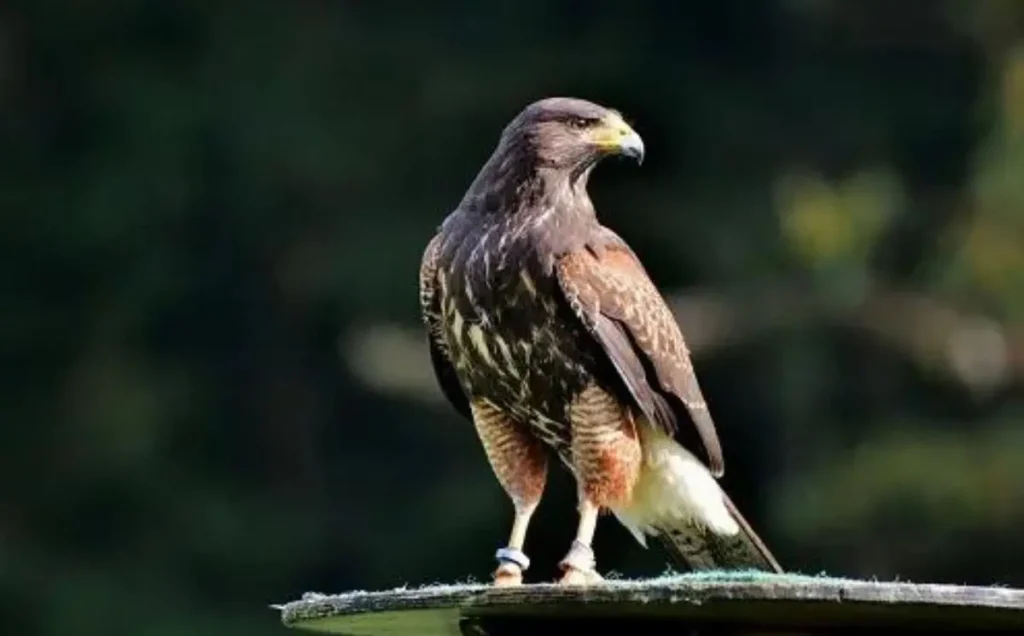 Peregrine Falco: A Swift Hunter of the Open Skies