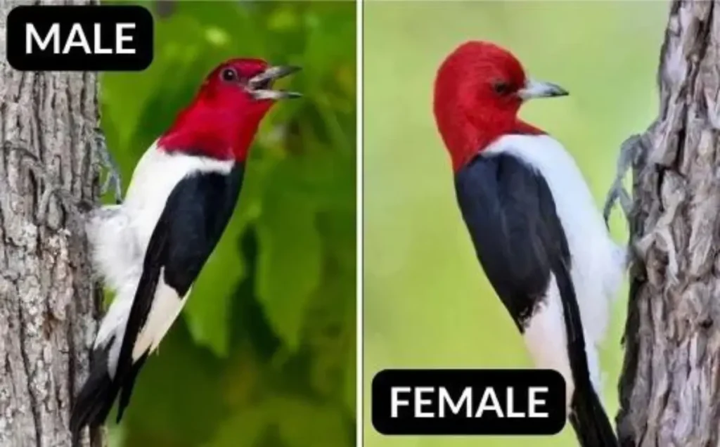 Red-Headed Woodpecker