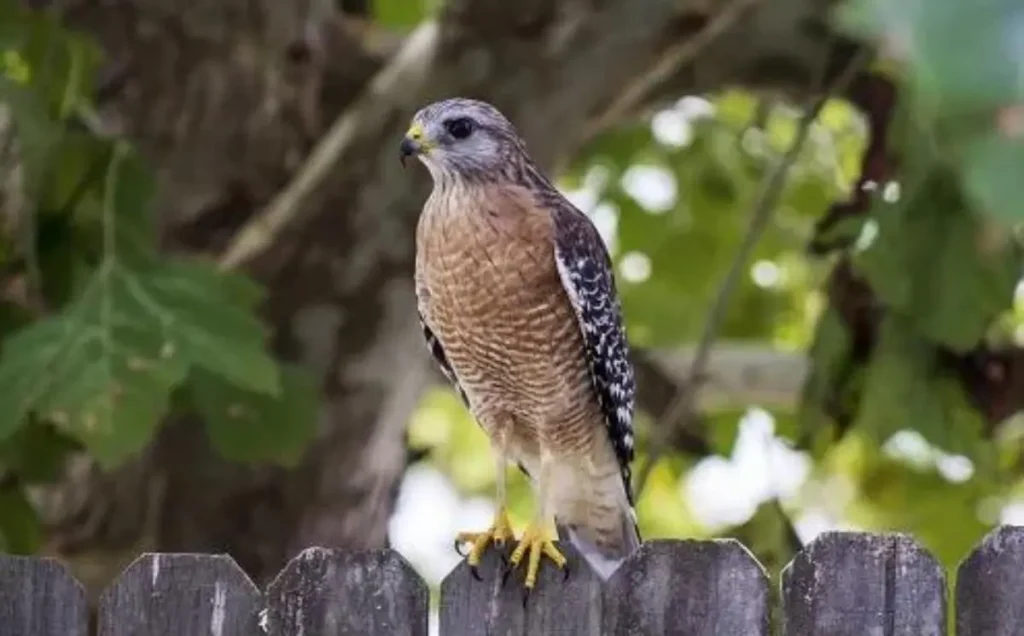 Red-shouldered Hawk
