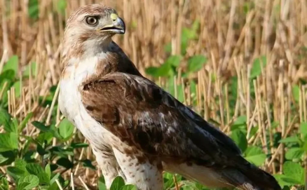 Red-tailed Hawk