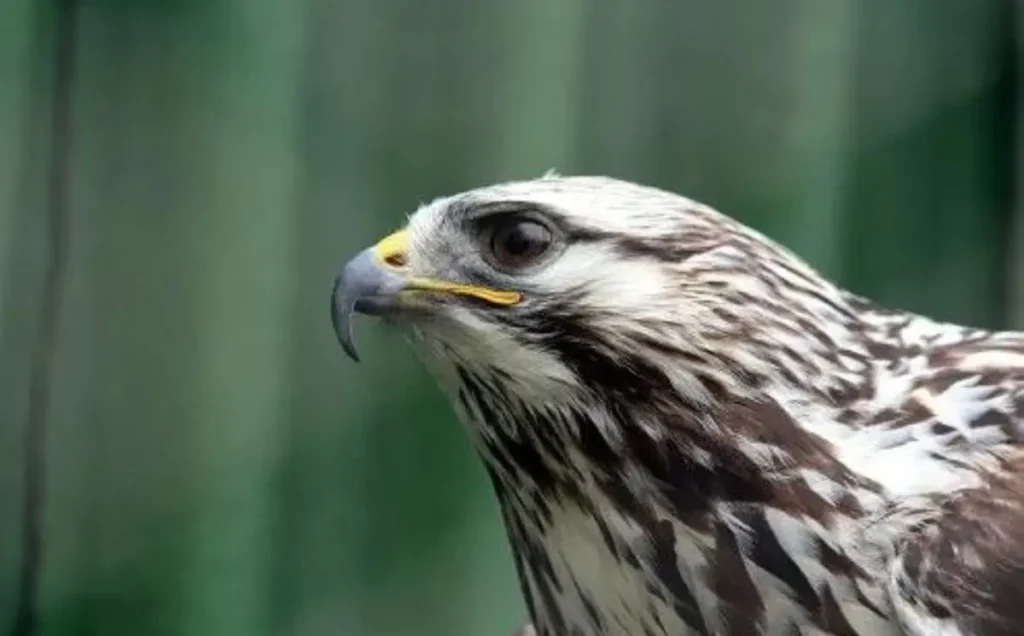 Rough-legged Hawk: A Bird with Distinct Markings and Hovering Flight