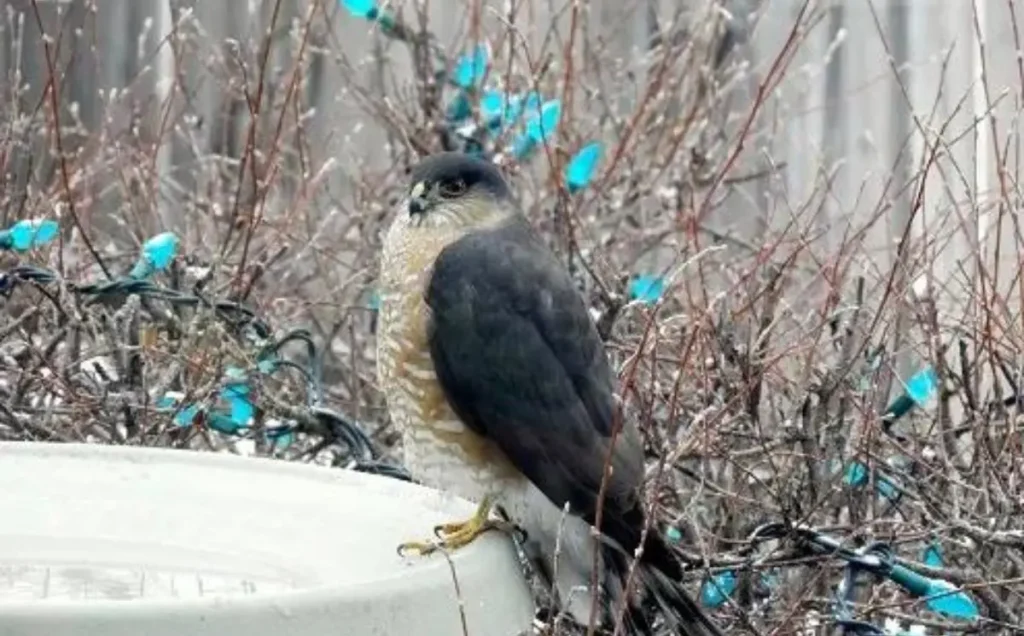 Sharp-shinned Hawk