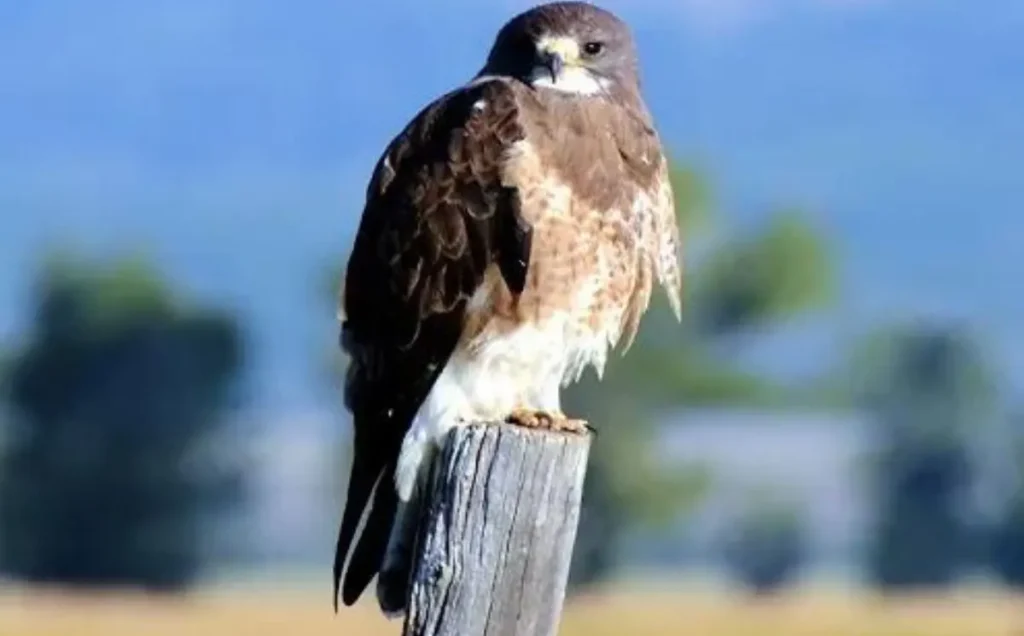 Swainson’s Hawk: A Medium-Sized Bird with Long-Distance Migratory Behavior