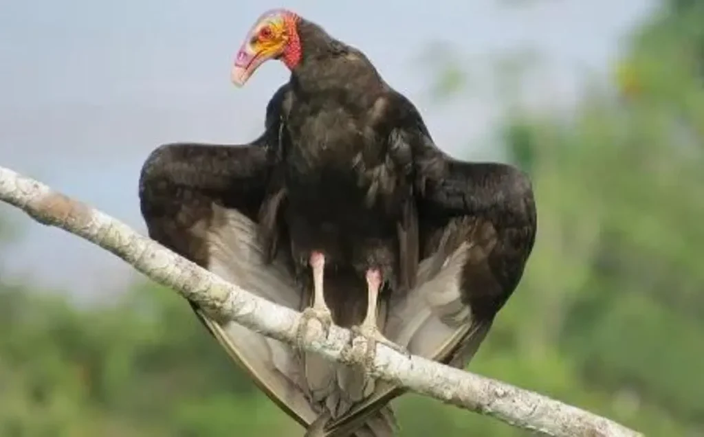 Turkey Vulture:  A Resemblance in Size and Plumage