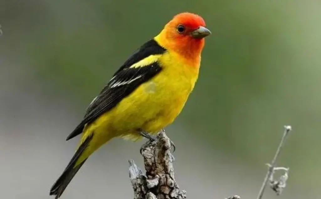 Western Tanager