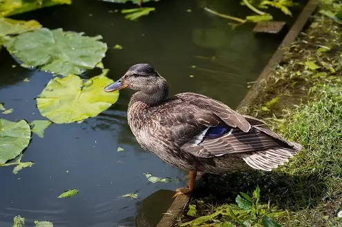 Why Do Ducks Bob Their Heads An In-Depth Look into a Fascinating Behavior Why Do Ducks Bob Their Heads An In-Depth Look into a Fascinating Behavior