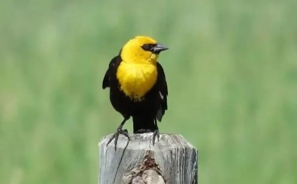 Yellow-Headed Blackbird