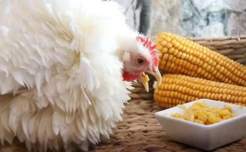 When to Avoid Feeding Corn to Chickens