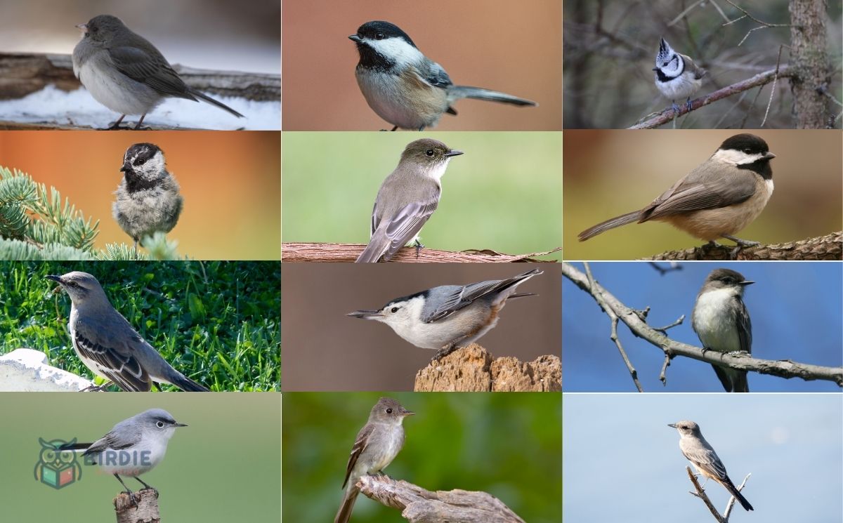 14 Small Gray Birds With White Bellies
