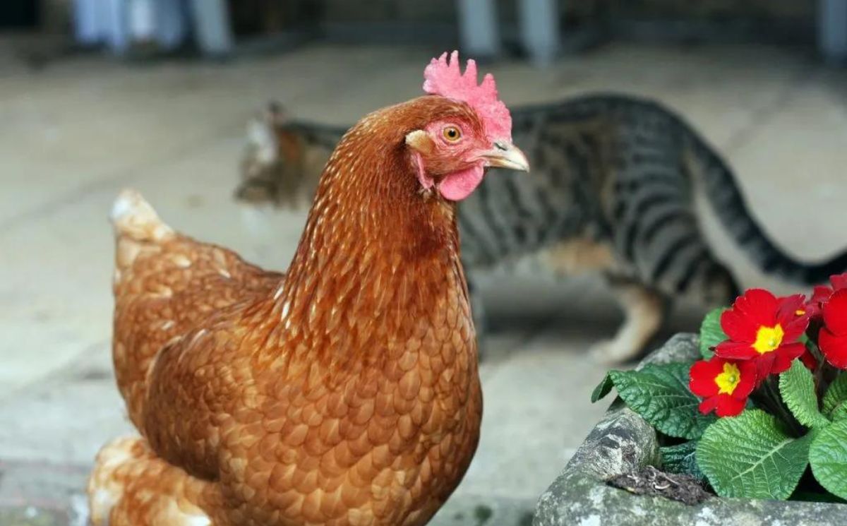 Can Chickens Eat Cat Food