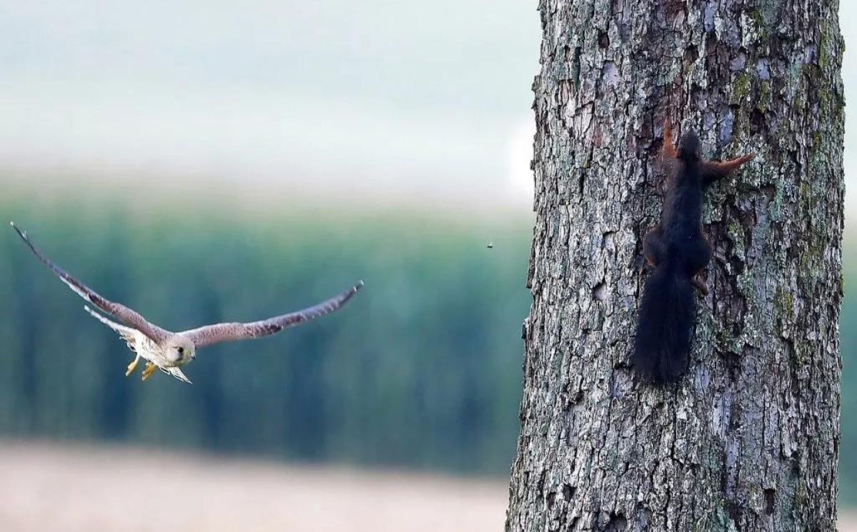 Do Hawks Really Eat Squirrels
