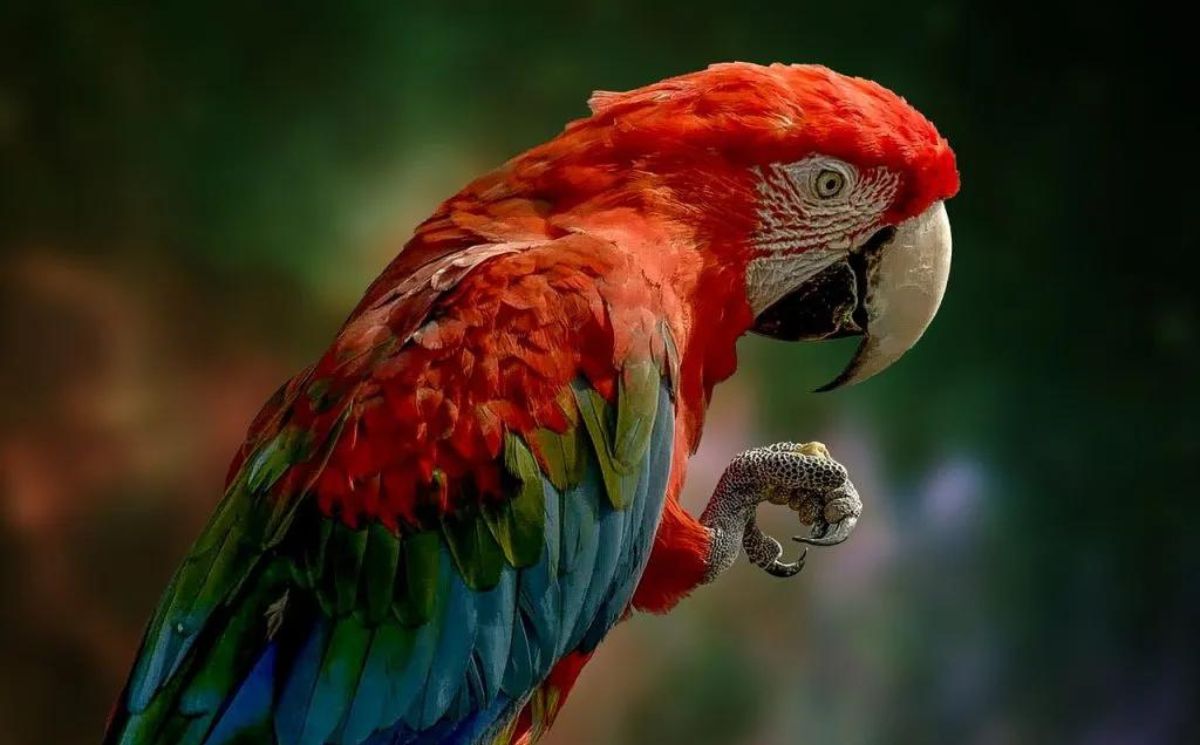 Do Parrots Know What They Are Saying