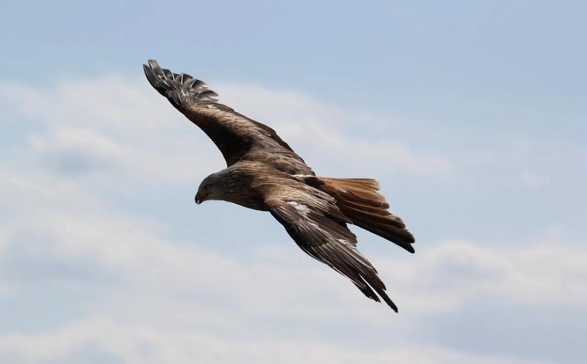 How High Do Eagles Fly