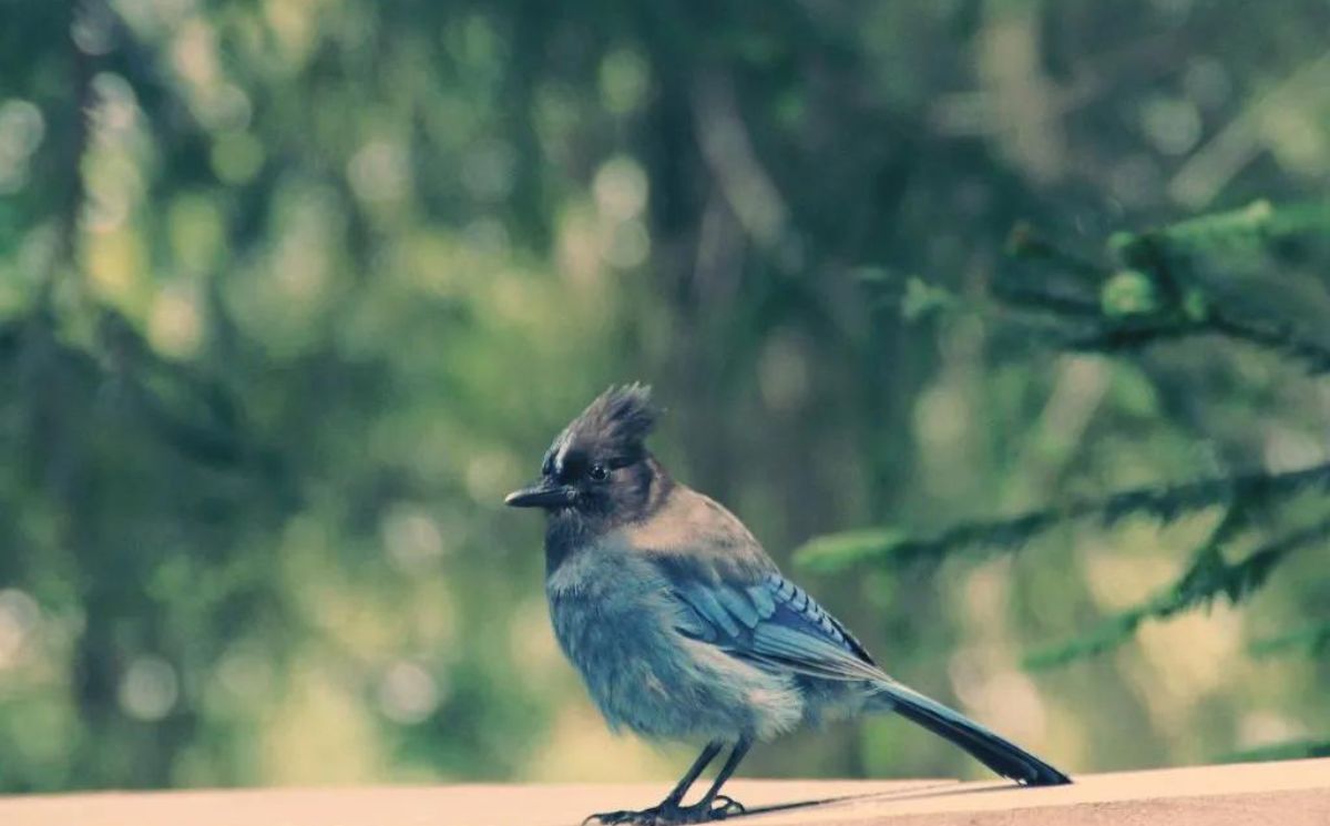 The Myth Of The Blue Cardinal