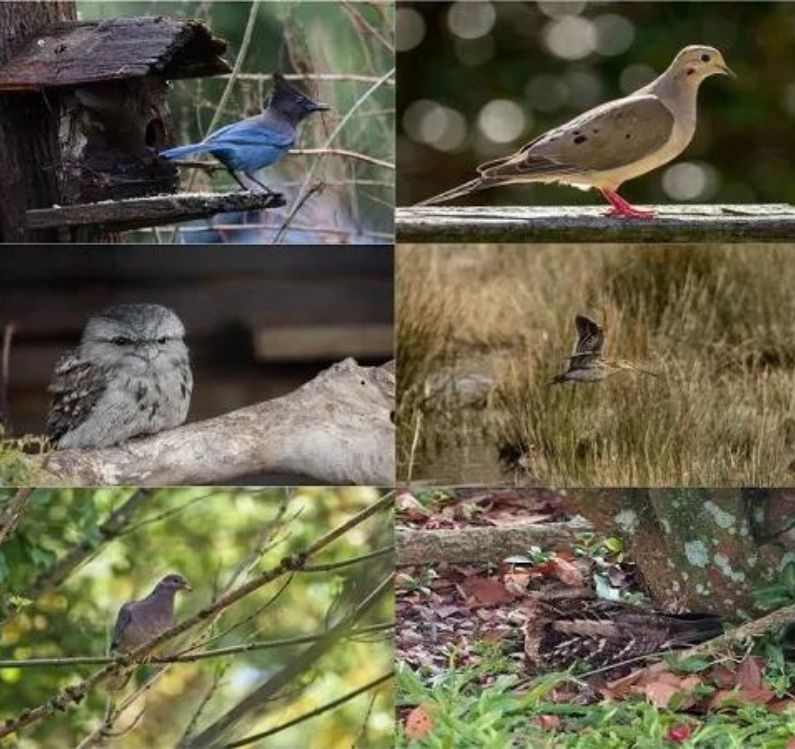 10 Birds That Sound Like Owls