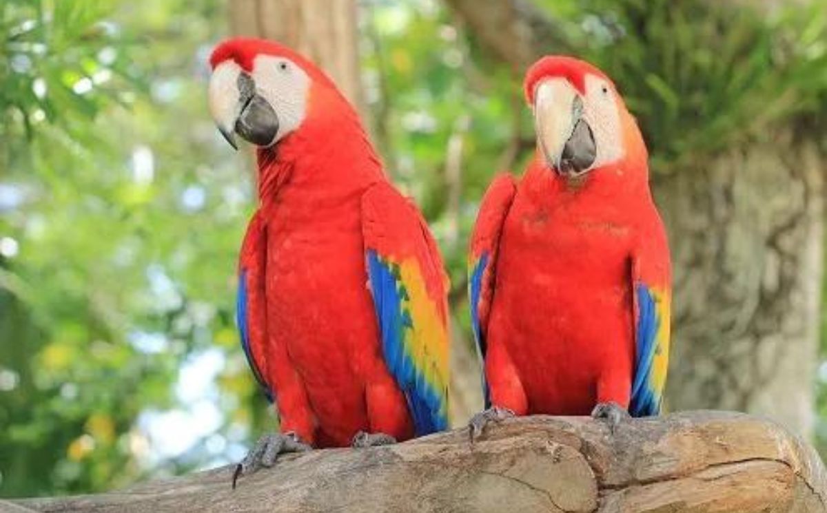 15 Rare Red Birds