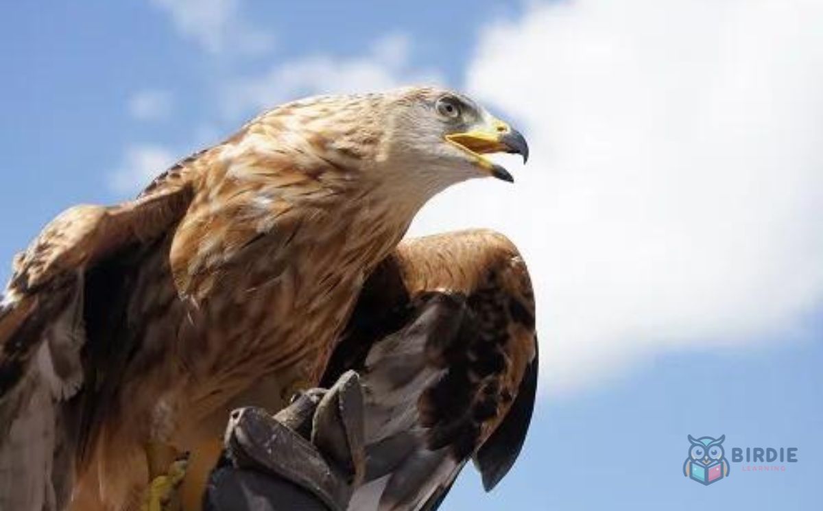 13 Of The World's Largest Birds Of Prey
