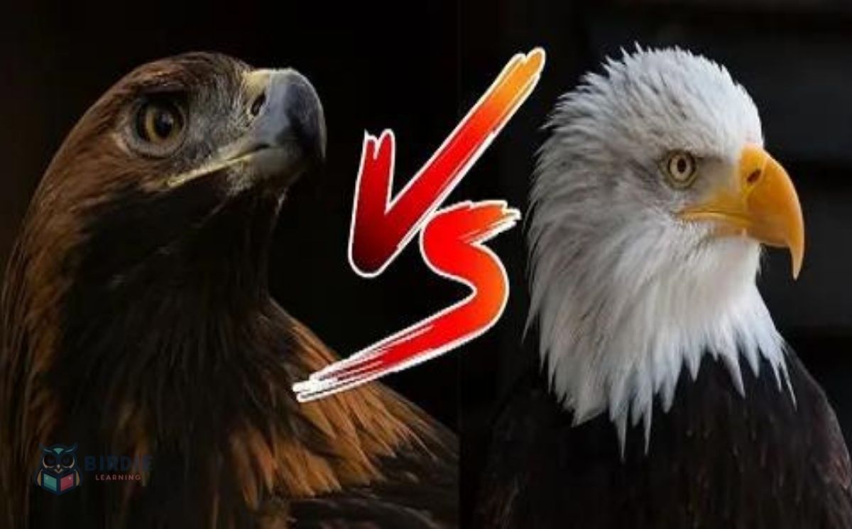 Golden Eagle VS Bald Eagle
