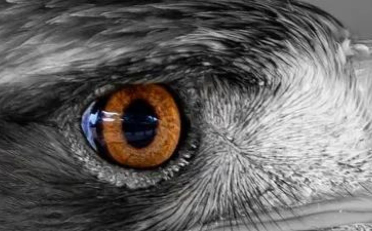 How Far Can Hawks Really See