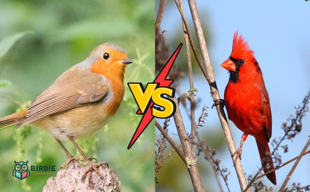 Robin VS Cardinal