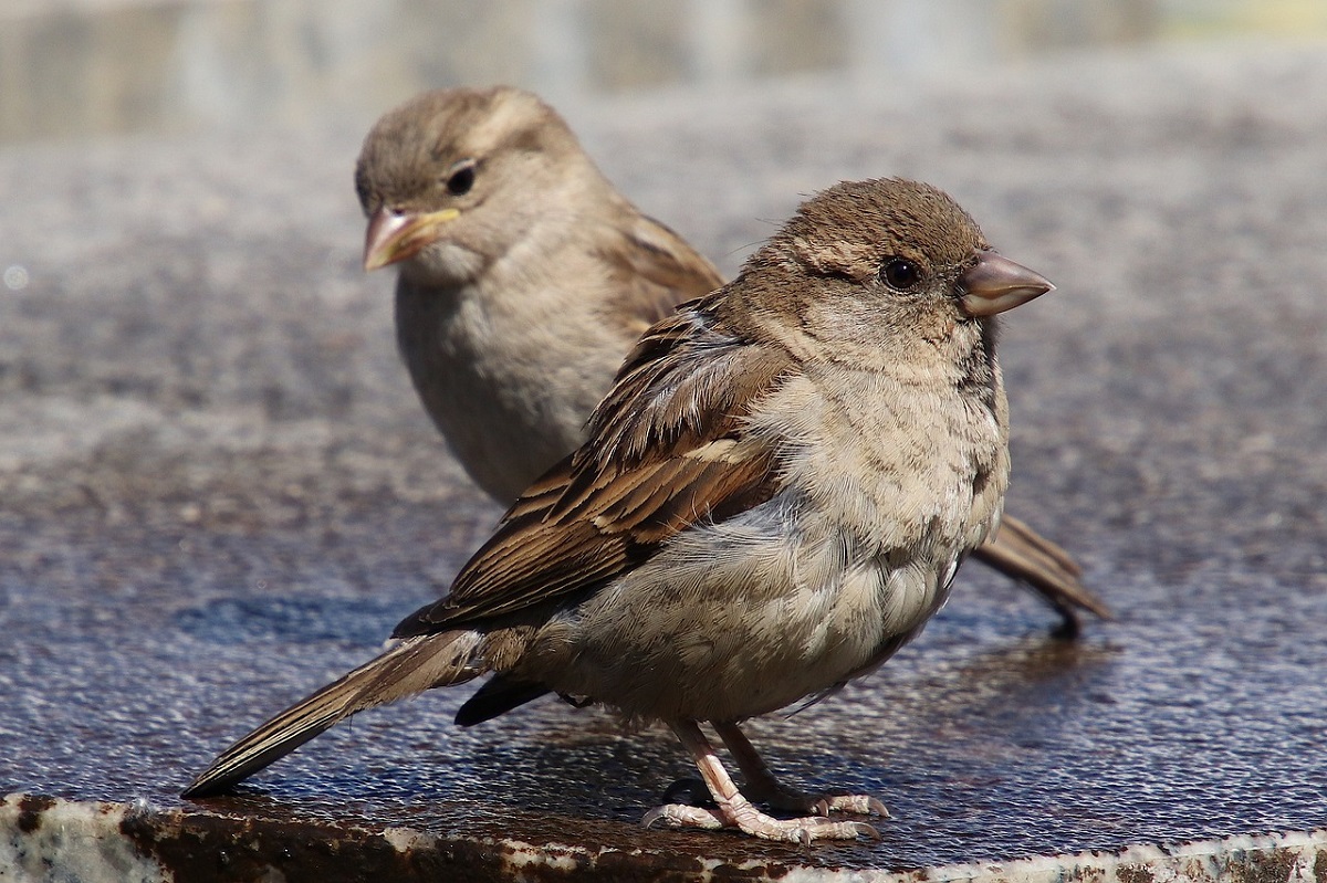 A Close Look At The House Sparrow
