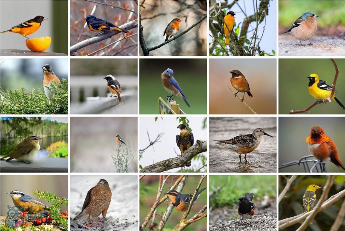 Discover 22 Birds With Orange Chests