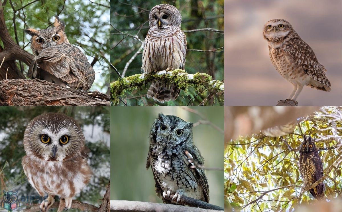 How To Spot The 7 Owls Of Florida (Plus 4 Rare Sightings)