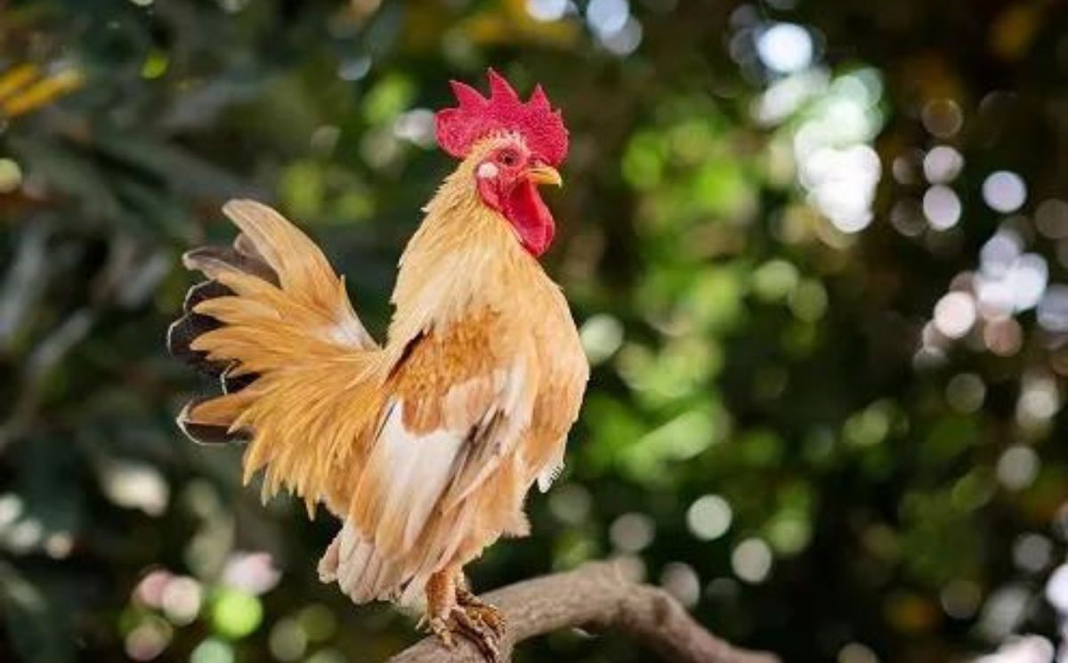 How High Can Chickens Jump? (The Truth Revealed) Birdie Learning