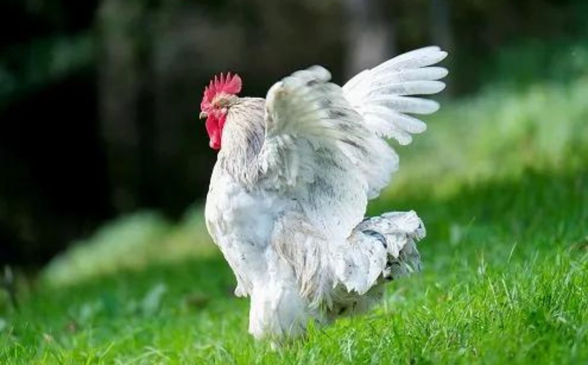 How High Can Chickens Jump? (The Truth Revealed) Birdie Learning