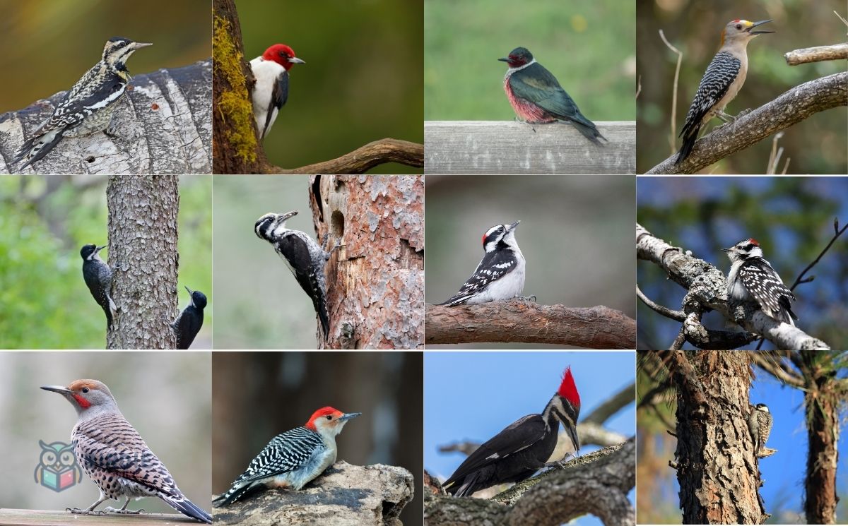 The 12 Woodpeckers Of Michigan