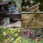 10 Birds That Sound Like Owls