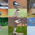 14 Small Gray Birds With White Bellies