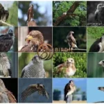 16 Birds That Look Like Bald Eagles