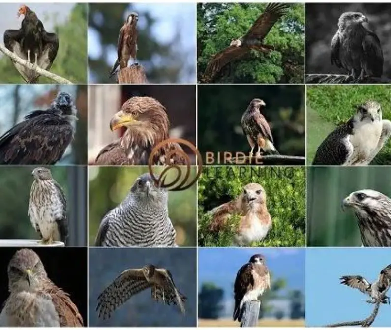 16 Birds That Look Like Bald Eagles