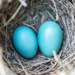 21 Birds That Lay Blue Eggs