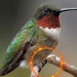 Hummingbird Feet Explained