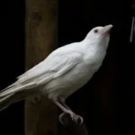 Albino Crows