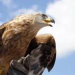 13 Of The World's Largest Birds Of Prey