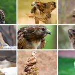 9 Hawks In Michigan