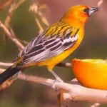 A Guide to Identifying Look-Alike Species