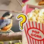 Can Birds Eat Popcorn
