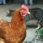Can Chickens Eat Cat Food