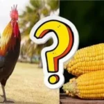 Can Chickens Eat Whole Corn