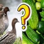 Ducks Eat Cucumbers