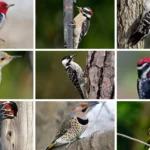 8 Woodpeckers Of Florida