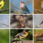 18 Finches Of Colorado