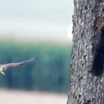 Do Hawks Really Eat Squirrels