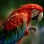 Do Parrots Know What They Are Saying?