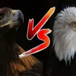 Golden Eagle VS Bald Eagle