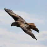 How High Do Eagles Fly